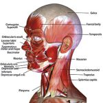 Muscles of the face including the masticatory muscles