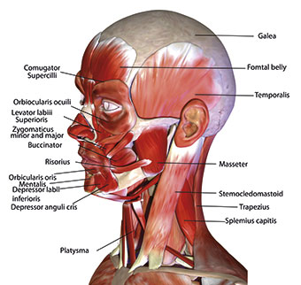 Muscles of the face including the masticatory muscles