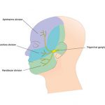 Trigeminal nerve – the three different innervation areas of the head