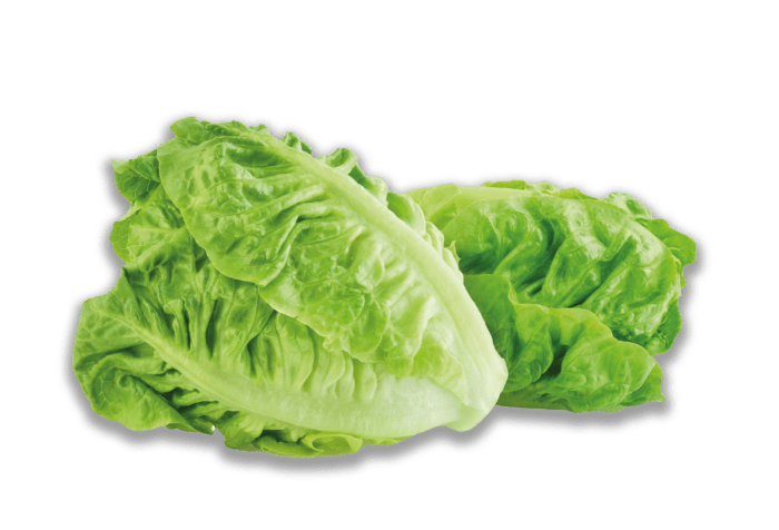 Two heads of Little Gem Lettuce 