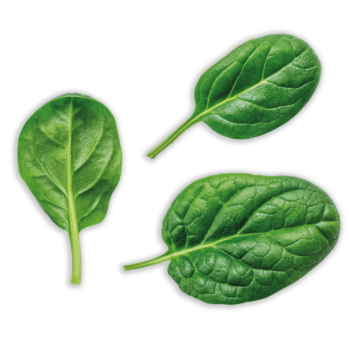 Three spinach leaves on a white background.