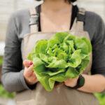 A woman – wearing a gardening apron – holds a large, fresh green lettuce head up to the camera